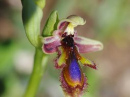 Ophrys_regis-ferdinandii_Cap_Vaghia